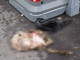 Agnello macellato ai cassonetti di Luserna San Giovanni