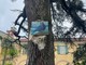 Scongiurato l'abbattimento del maestoso cedro secolare Scongiurato l'abbattimento del maestoso cedro secolare