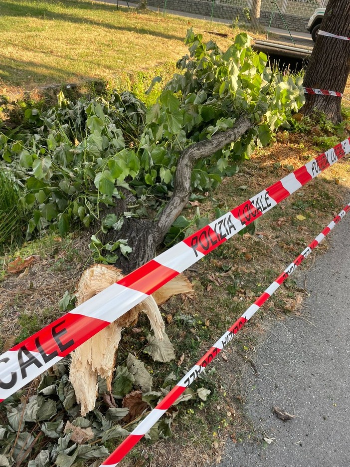 Il ramo caduto