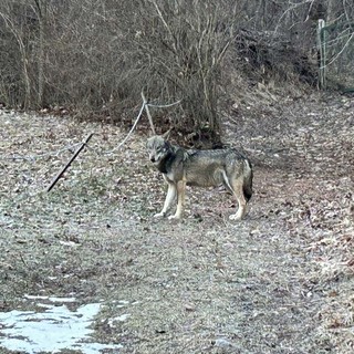 Il lupo immortalato a Oulx