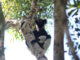 Contare i lemuri attraverso il loro canto, la svolta nel monitoraggio dell'indri in Madagascar Contare i lemuri attraverso il loro canto, la svolta nel monitoraggio dell'indri in Madagascar