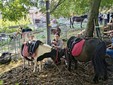 Successo per la Fiera d’Autunno a Lanzo Successo per la Fiera d’Autunno a Lanzo