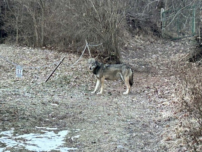 Il lupo immortalato a Oulx