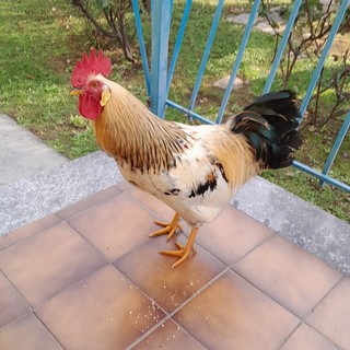 Il gallo allontanato dagli Airali