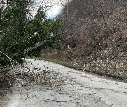 Piante abbattute dal vento a Luserna San Giovanni: Vigili del fuoco e Polizia locale al lavoro
