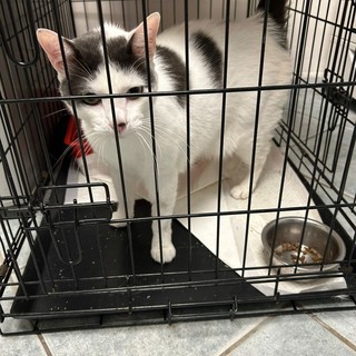 Il gattino Lino