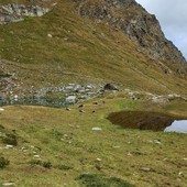 Sette mucche muoiono cadendo in un dirupo nel Parco di Conca Cialancia