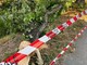 Il ramo caduto Il ramo caduto