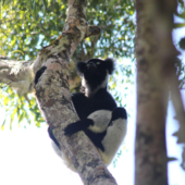 Contare i lemuri attraverso il loro canto, la svolta nel monitoraggio dell'indri in Madagascar