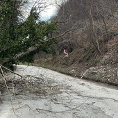 Piante abbattute dal vento a Luserna San Giovanni: Vigili del fuoco e Polizia locale al lavoro Piante abbattute dal vento a Luserna San Giovanni: Vigili del fuoco e Polizia locale al lavoro