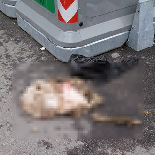 Agnello macellato ai cassonetti di Luserna San Giovanni