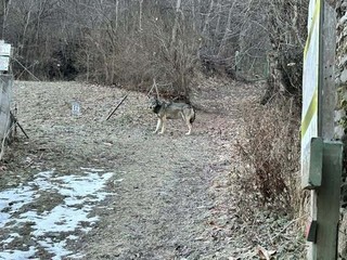 Il lupo immortalato a Oulx