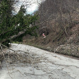 Piante abbattute dal vento a Luserna San Giovanni: Vigili del fuoco e Polizia locale al lavoro Piante abbattute dal vento a Luserna San Giovanni: Vigili del fuoco e Polizia locale al lavoro