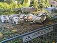 Successo per la Fiera d’Autunno a Lanzo Successo per la Fiera d’Autunno a Lanzo