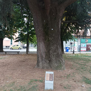 La targa davanti al cedro piantato da Nora Pons