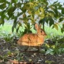 Mini lepri a spasso per il parco