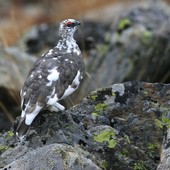 Maschio di pernice bianca. Foto di Dante Alpe