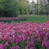 Dal 28 marzo Pralormo si colora con "Messer tulipano": novità 2026 la mostra "Solofiori" Dal 28 marzo Pralormo si colora con "Messer tulipano": novità 2026 la mostra "Solofiori"