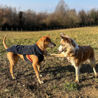 Benessere animale e convivenza, in collina parte il progetto Me Dog Benessere animale e convivenza, in collina parte il progetto Me Dog