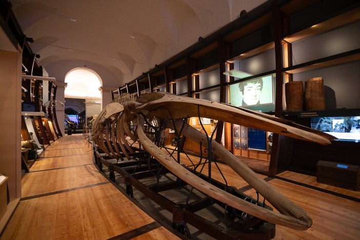 Museo Regionale di Scienze Naturali aperto gratuitamente ad agosto