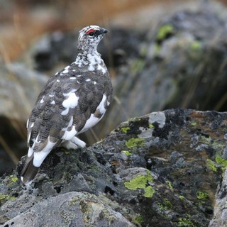 Maschio di pernice bianca. Foto di Dante Alpe