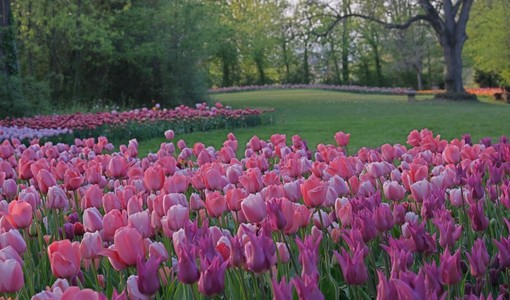 Dal 28 marzo Pralormo si colora con "Messer tulipano": novità 2026 la mostra "Solofiori"