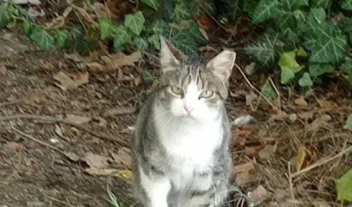 Madonna del Pilone festeggia i gatti