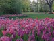 Messer Tulipano: al Castello di Pralormo torna l'evento che da 24 anni annuncia la primavera