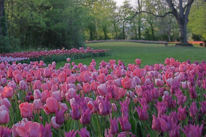 Messer Tulipano: nuovi appuntamenti per la mostra Solofiori