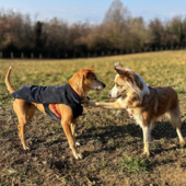 Benessere animale e convivenza, in collina parte il progetto Me Dog