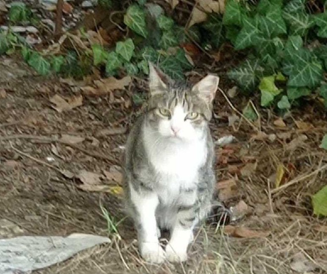 Madonna del Pilone festeggia i gatti