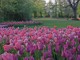 Nuove fioriture per Messer Tulipano a Pralormo