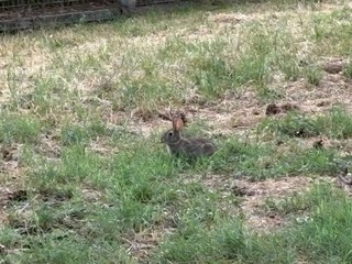 Mini lepri a spasso per il parco Mini lepri a spasso per il parco