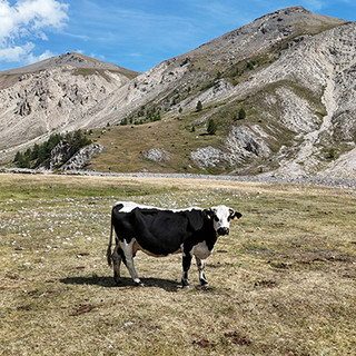 La pioggia non salva la stagione in alpeggio, Coldiretti Torino chiede l’OK alla Regione per il ritorno in pianura
