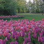Dal 28 marzo Pralormo si colora con "Messer tulipano": novità 2026 la mostra "Solofiori" Dal 28 marzo Pralormo si colora con "Messer tulipano": novità 2026 la mostra "Solofiori"