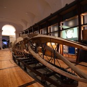 Museo Regionale di Scienze Naturali aperto gratuitamente ad agosto Museo Regionale di Scienze Naturali aperto gratuitamente ad agosto