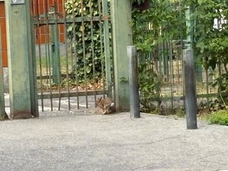 Mini lepri a spasso per il parco Mini lepri a spasso per il parco