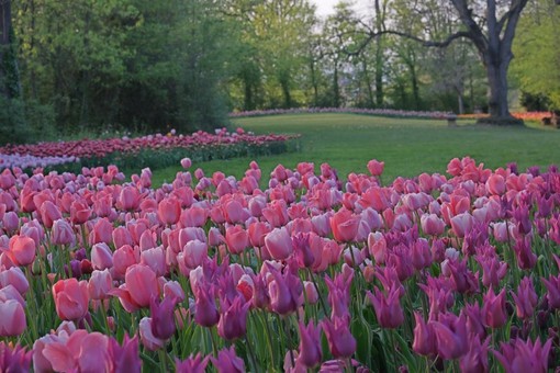 Nuove fioriture per Messer Tulipano a Pralormo