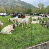 Agricoltura, zootecnia e cultura: Caselette tra trattori, bovini e visite alla Villa Romana Agricoltura, zootecnia e cultura: Caselette tra trattori, bovini e visite alla Villa Romana