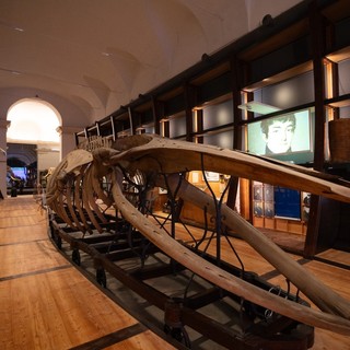 Museo Regionale di Scienze Naturali aperto gratuitamente ad agosto