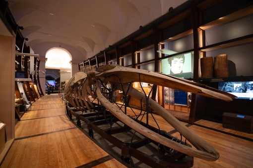 Museo Regionale di Scienze Naturali aperto gratuitamente ad agosto Museo Regionale di Scienze Naturali aperto gratuitamente ad agosto