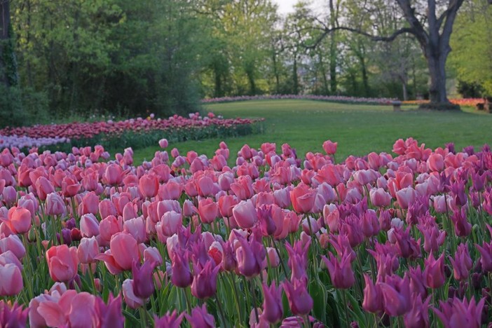 Nuove fioriture per Messer Tulipano a Pralormo