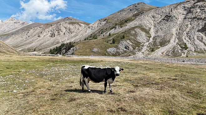 Patto tra Carmagnola e Racconigi per la valorizzazione della carne bovina piemontese