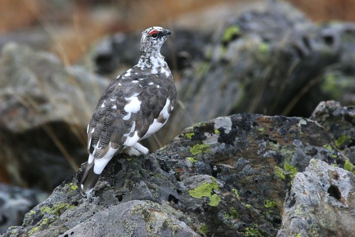 Maschio di pernice bianca. Foto di Dante Alpe Maschio di pernice bianca. Foto di Dante Alpe