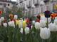 Messer Tulipano, dopo Torino, dona i bulbi alle città di Cuneo, Alba e Chieri
