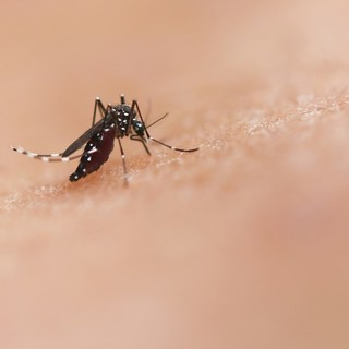 National institute of allergy and infectious diseases- tramite Unsplash