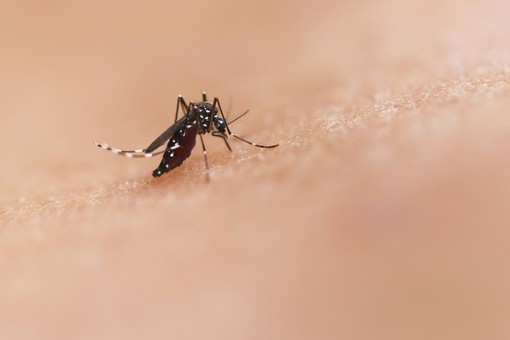 National institute of allergy and infectious diseases- tramite Unsplash