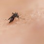 National institute of allergy and infectious diseases- tramite Unsplash