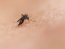 National institute of allergy and infectious diseases- tramite Unsplash