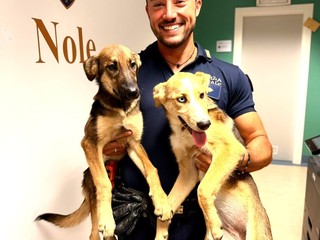 I cani salvati a Nole